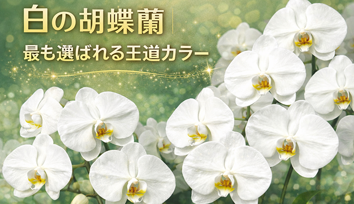 白い胡蝶蘭 3本立ち 法人祝い向け