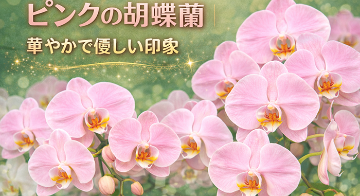 ピンクの胡蝶蘭 開店祝い向け
