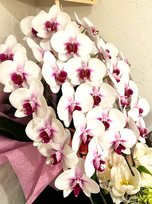 白赤（赤リップ）の胡蝶蘭