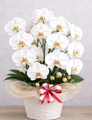 胡蝶蘭はなぜ価格差