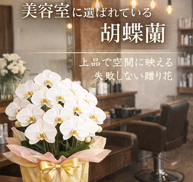 美容室の開業祝いで贈る胡蝶蘭