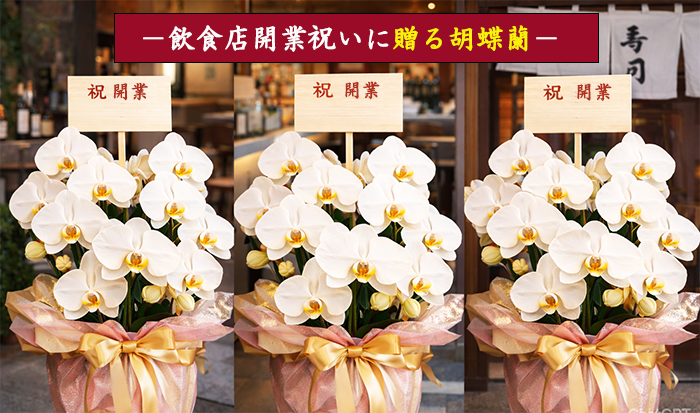 飲食店開業祝いに贈る胡蝶蘭