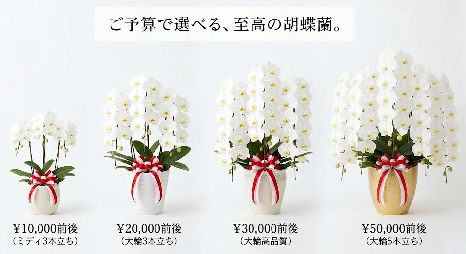 胡蝶蘭を金額別で選ぶ