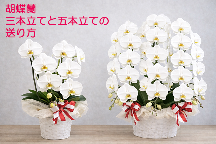 胡蝶蘭をできるだけ安く買う方法