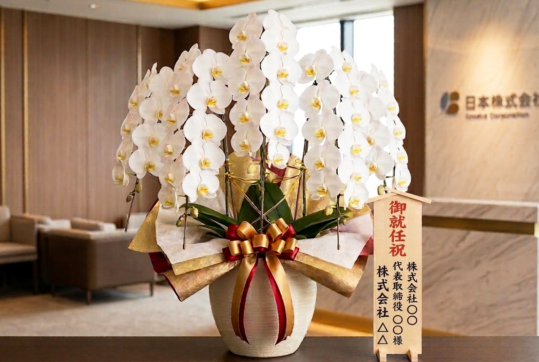 社長就任祝いに贈る胡蝶蘭