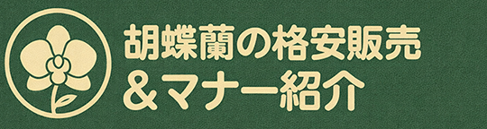 胡蝶蘭の格安販売とマナー