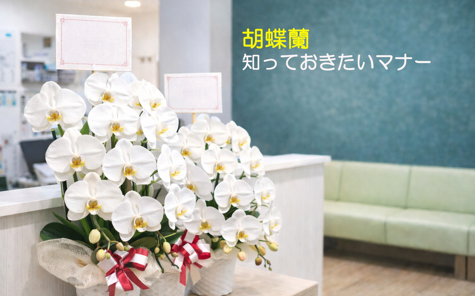 胡蝶蘭を送る時のマナー・注意点